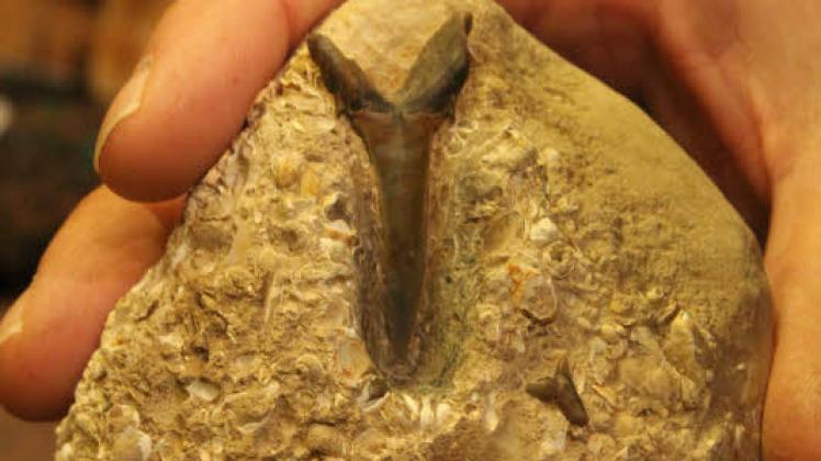 Vorderzahn eines oligozänen Sandtigerhaies.  Fotos: erge 