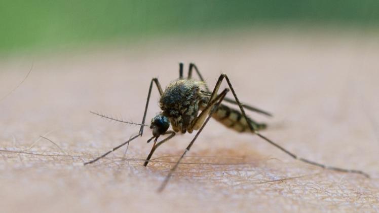 Mücken-Post: In diesem Jahr haben Sammler bisher rund 600 Blutsauger eingeschickt.  
