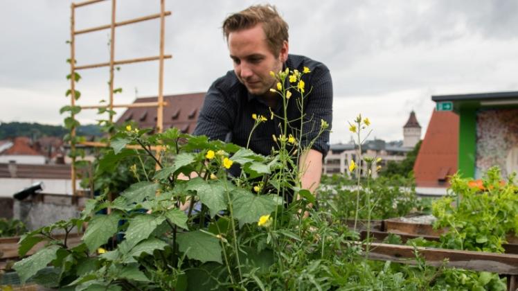 Urbanes Gärtnern soll realisiert werden SHZ