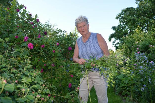 Bärbel Winter schafft in den Beeten Ordnung. Verblühte Ackelei soll den Blick der Besucher nicht von den Rosen ablenken. Bärbel Winter schafft in den Beeten Ordnung. Verblühte Ackelei soll den Blick der Besucher nicht von den Rosen ablenken.