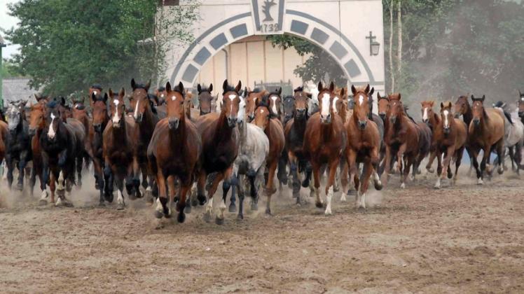 Die Erde bebt, wenn die ungefähr 100 Pferde sich zum Abschluss jeder Stutenparade zeigen und am Ende auf das freie Feld entlassen werden.  