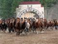Die Erde bebt, wenn die ungefähr 100 Pferde sich zum Abschluss jeder Stutenparade zeigen und am Ende auf das freie Feld entlassen werden.  