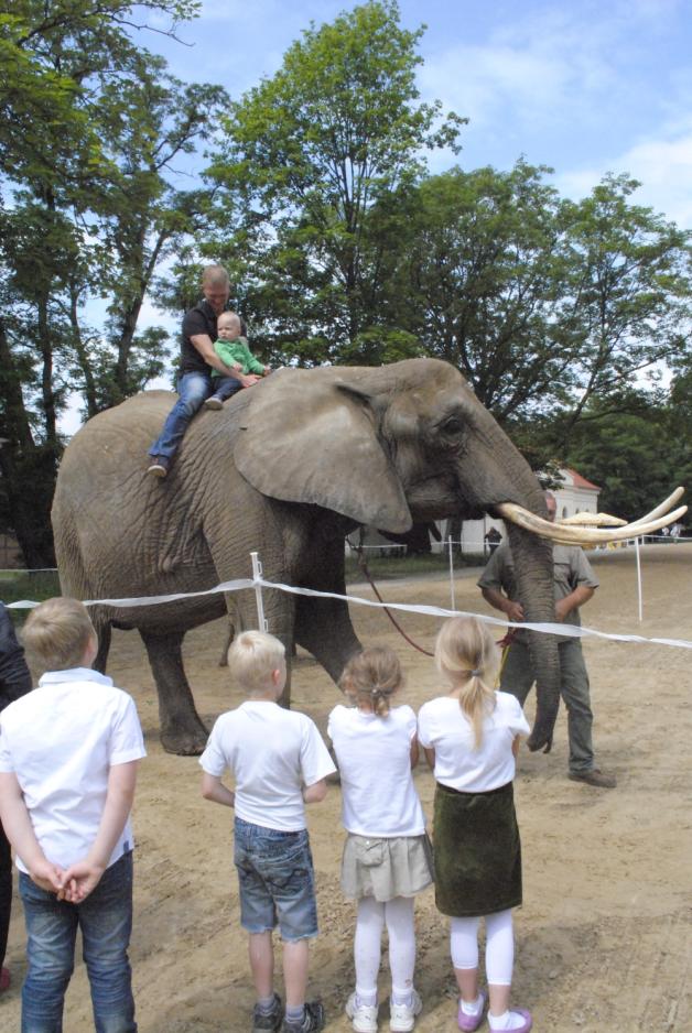 Wer Lust hatte, konnte sogar auf einem Elefanten reiten. 