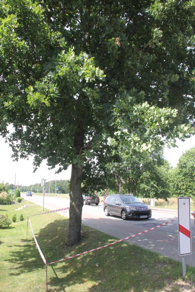 Abgesperrt: In der Krone dieser Eiche wurden Nester des Eichenprozessionsspinners gefunden. Abgesperrt: In der Krone dieser Eiche wurden Nester des Eichenprozessionsspinners gefunden.
