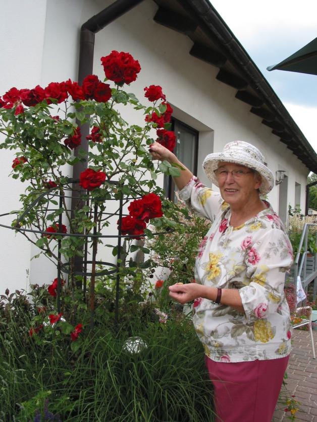 In voller Blüte: Die Rosen im Hofgarten von Barbara Westphal.  
