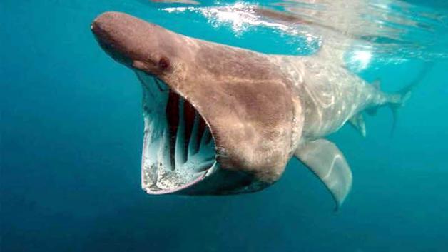 Der bis zu vier Tonnen schwere Riesenhai ernährt sich ausschließlich von Plankton und schwimmt deshalb immer mit weit geöffnetem Maul. Symbolbild