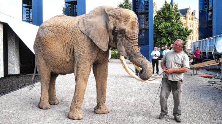Für den ersten Ausflug des „Aida“-Elefanten auf dem Alten Garten hat Tierhalter Sonni Frankello den späten Montagnachmittag mit Opernprobe gewählt. Er will normale Bedingungen.  