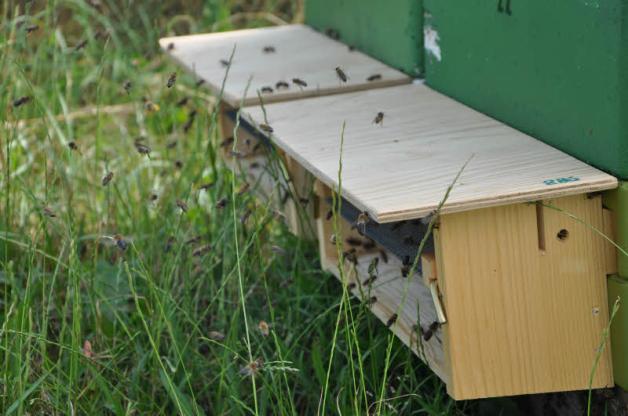 Vier Bienenvölker mit jeweils 60 000 bis 80 000 Tieren haben seit Anfang Juni ihr neues Zuhause auf den JKI-Versuchsfeldern und sammeln im Namen der Wissenschaft Pollen.