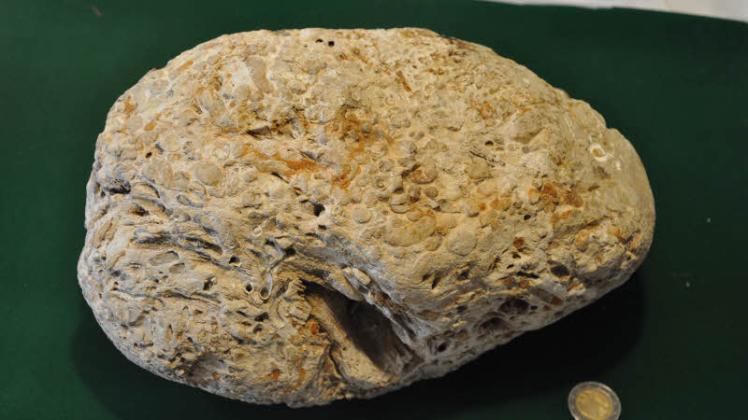 Ungewöhnlich großes versteinertes Treibholzstück (Koniferen- oder Nadelholz) mit Astansatz aus dem Oligozänmeer – ein Fundstück aus der Kiesgrube Kobrow. 