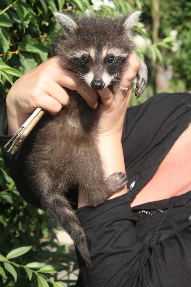 Happyend: Waschbären-Baby nach Ausbüx-Tour wieder zurück bei Besitzerin - Feuerwehr im tierischen Einsatz Happyend: Waschbären-Baby nach Ausbüx-Tour wieder zurück bei Besitzerin - Feuerwehr im tierischen Einsatz
