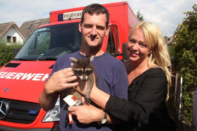 Happyend: Waschbären-Baby nach Ausbüx-Tour wieder zurück bei Besitzerin - Feuerwehr im tierischen Einsatz