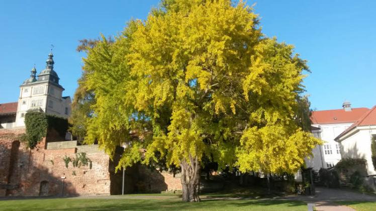 „Der schönste Baum von Güstrow ist nicht mehr. Sehr bedauerlich. Er sollte unbedingt neu gepflanzt werden“, schreibt SVZ-Leser Peter Segert und schickt ein Foto des Ginkgo in voller Pracht.