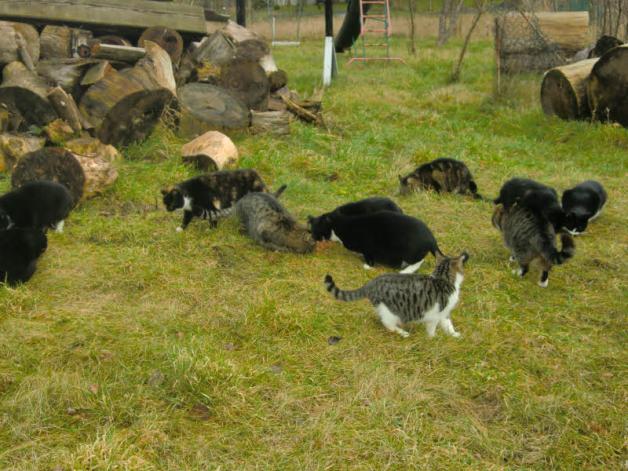 Um viele verwilderte Katzen in der Region kümmern sich die ehrenamtlichen Mitglieder desTierschutzvereins Sternberger Seenland. Um viele verwilderte Katzen in der Region kümmern sich die ehrenamtlichen Mitglieder desTierschutzvereins Sternberger Seenland.