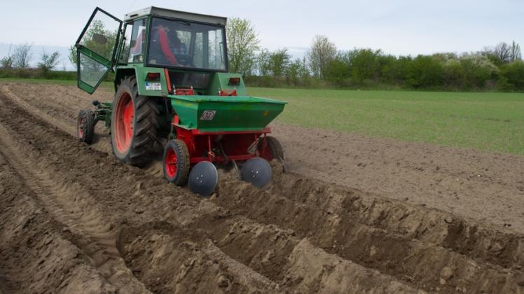 2015 ernteten märkische Bauern 322500 Tonnen Kartoffeln – 25 Prozent weniger als 2014.  