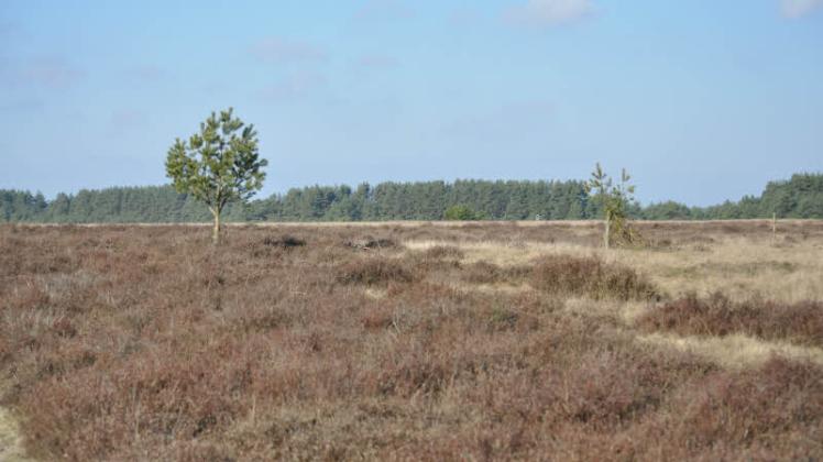 Ein Ziel der DBU-Naturerbe ist den Lebensraumtyp „Offenland“ für Fauna und Flora zu erhalten – so auch in Marienfließ bei Wahlstorf.  
