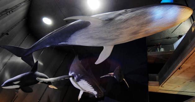 Blauwale sind die größten Lebewesen der Erde. Das Modell eines 26 Meter langen Blauwals schwebt im Ozeaneum. 