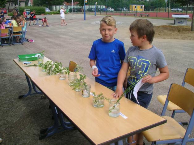 Grundschüler rätselten beim Kräutermemory. Grundschüler rätselten beim Kräutermemory.