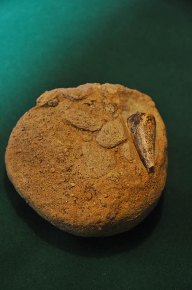 Einzige ihrer Art im Sternberger Gestein: eine drei Zentimeter große, fossile Kegelschnecke „Conus (Leptoconus) semperi“. . Fotos: Roland Güttler 