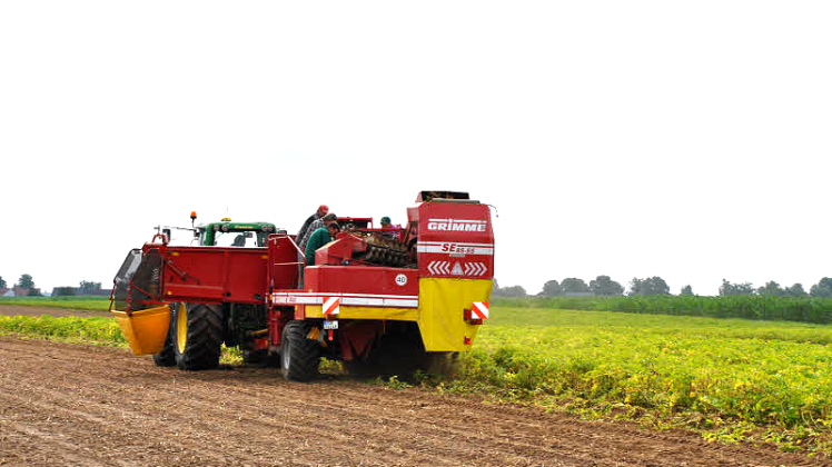 Frühkartoffeln der Sorte Valetta  ernten die Landwirte der Agrarproduktivgenossenschaft Banzkow/Mirow seit einigen Tagen. Sie werden nach Sachsen-Anhalt geliefert.  