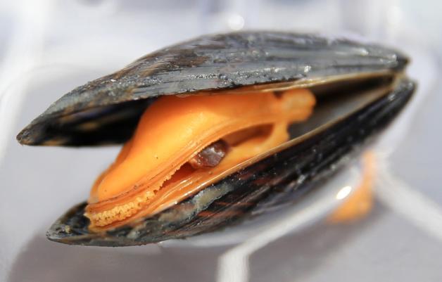 Objekt der Begierde: Eine frisch zubereitete Miesmuschel der Hörnumer Muschelfischer. 