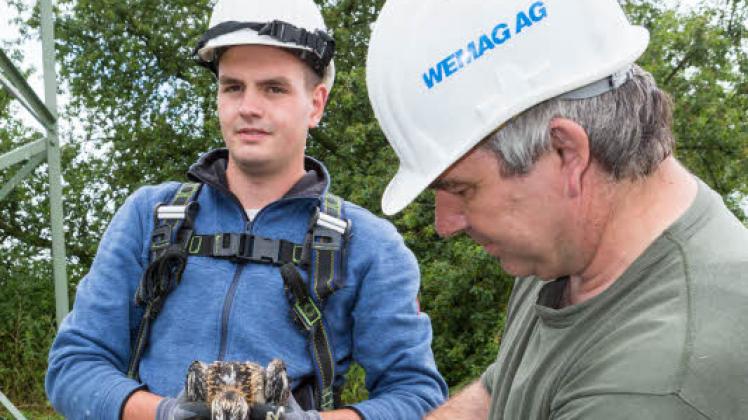 Bei der diesjährigen Beringungsaktion für junge Fischadler wurde auch ein neuer Horst bei Plate registriert.  