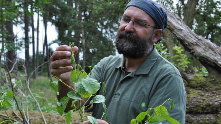 Fördervereinsvorsitzender Ralf Koch an der frisch gepflanzten Erle. Deren junge Triebe kleben, was Fressfeinde fernhält und manchen Schädling einfängt. Fotos: Herbst 