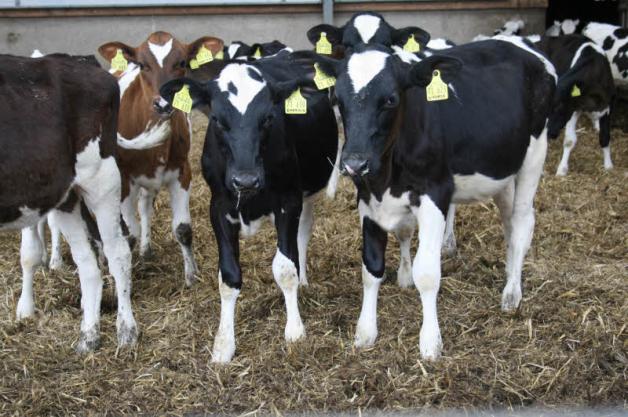 Das Unternehmen in Greven hält 1150 Rinder, davon 500 Milchkühe. Fotos: Privat 
