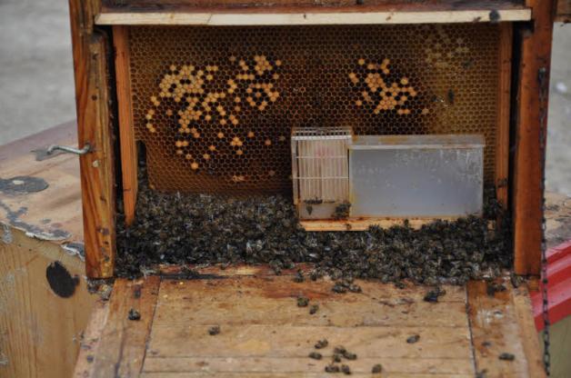 Ergebnis der Amerikanischen Faulbrut – ein totes Bienenvolk.