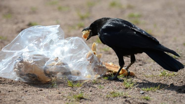 Krähen durchsuchen oft Müll nach Essen. 