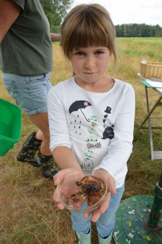 Die fünfjährige Luise hat einen leeren Krabbenpanzer gefunden