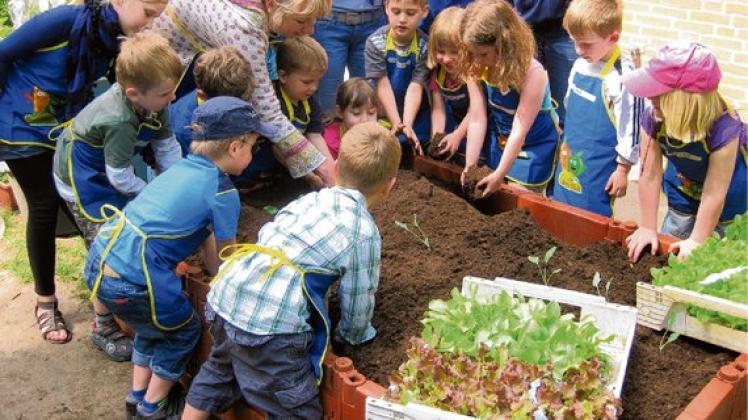 Kindergarten Dünenweg: Gemüse-Anbau in Eigenregie | SHZ