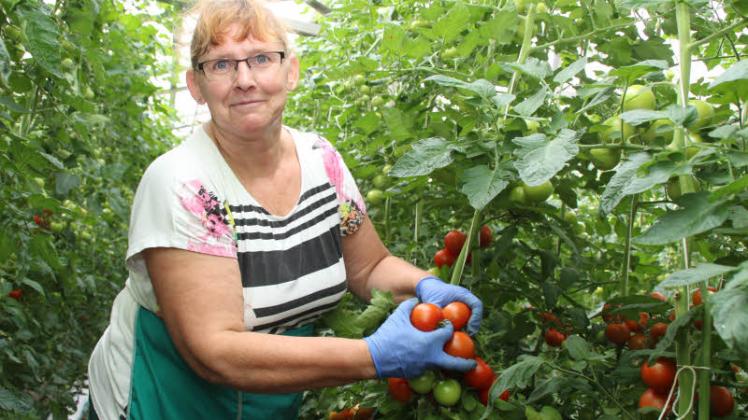 Alle zwei Tage werden in der Gärtnerei Triwalk derzeit Tomaten geerntet, Regina Bertram ist seit 24 Jahren mit dabei.  Fotos: Holger Glaner 