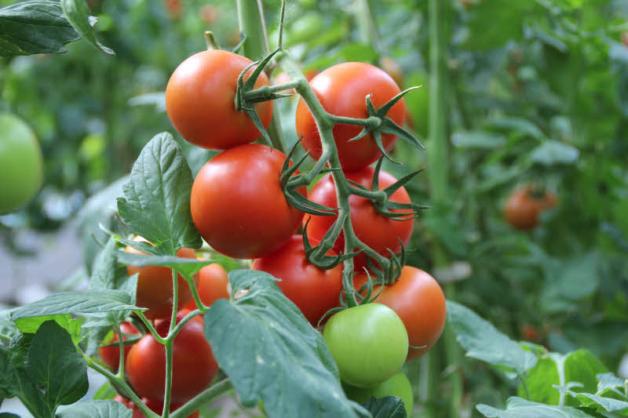 Bis zu sechs Kilogramm Tomaten liefert jede Pflanze. Bis zu sechs Kilogramm Tomaten liefert jede Pflanze.