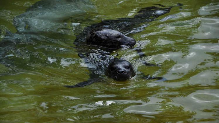Robben-Mama Lilly wacht momentan mit Argusaugen über ihr Junges (vorn). Gern schwimmen beide gemeinsam ein paar Runden durch das Becken im Rostocker Zoo.  