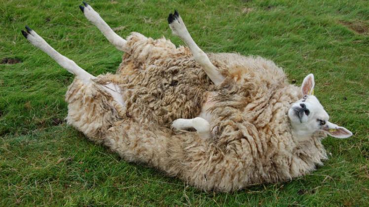 Liegt ein Schaf erst einmal auf dem Rücken, kommt es meist nicht von alleine zurück auf die Beine.