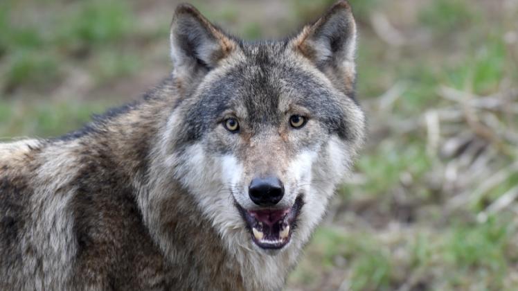  Im Wildpark Eekholt zwischen Bad Bramstedt und Bad Segeberg werden heimische Tiere in ihrer natürlichen Umgebung gezeigt – darunter auch Wölfe.  