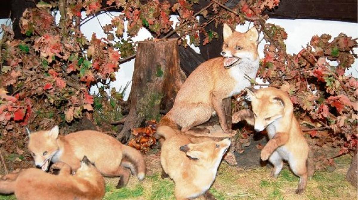 Naturkundemuseum Besuch lohnt SHZ