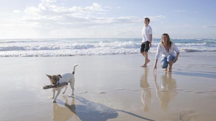 Hundebesitzer sollten am Strand gut aufpassen, was ihre Tiere alles ins Maul nehmen. 