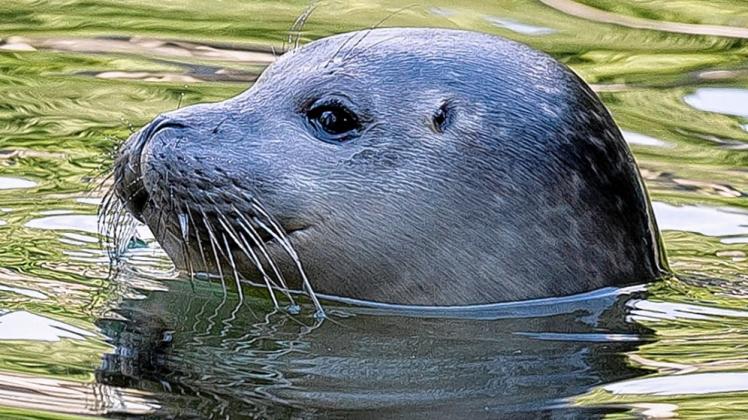 Susis Nachwuchs ist das zweite Jungtier im Rostocker Robben-Becken. Neugierig und aufgeweckt erkundet das Seehund-Kind seine Umgebung. 