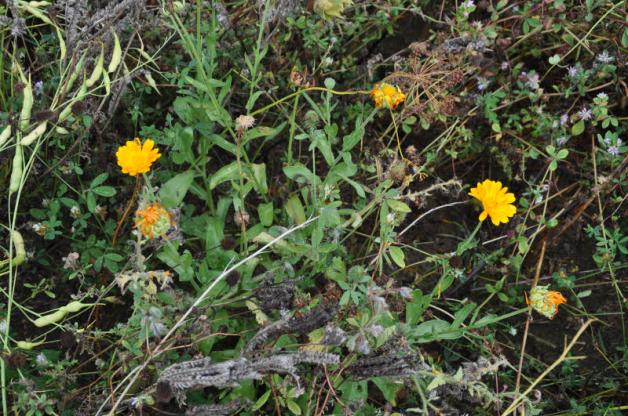 Die Ringelblume steuert gelbe Blüten bei.  Fotos: Rüdiger Rump 