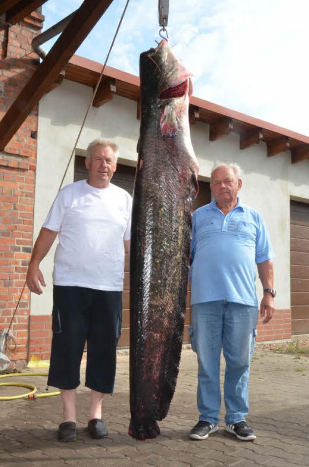 72 Kilo wog dieser Wels, den Fischer Wilfried Schulz (l.) im Netz hatte. 72 Kilo wog dieser Wels, den Fischer Wilfried Schulz (l.) im Netz hatte.