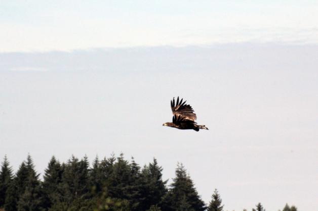 Ein Seeadler streicht über die Seewiesen.  
