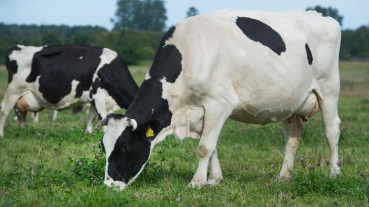 Milchkühe auf einer Weide: An der diesjährigen Landpartie beteiligten sich 57 Bio-Betriebe.  