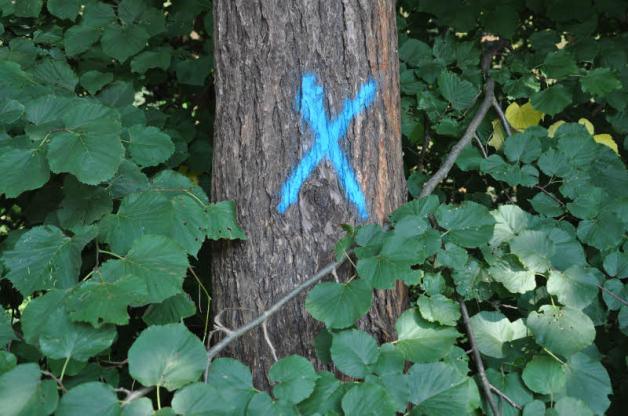 Ein blaues Kreuz bedeutet, der Baum muss herunter, ein blauer Punkt, dass ausgeästet wird. 