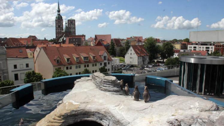 Das Ozeaneum in Stralsund ist Ziel der Parchimer Nachwuchsakademie 