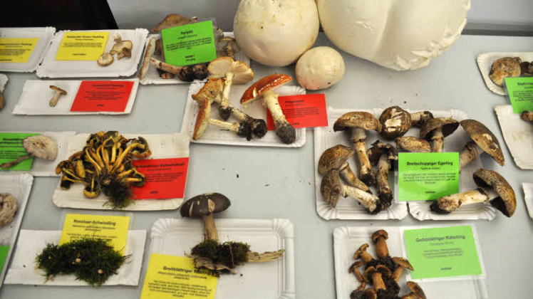 Viele Pilzarten wurden ausgestellt  
