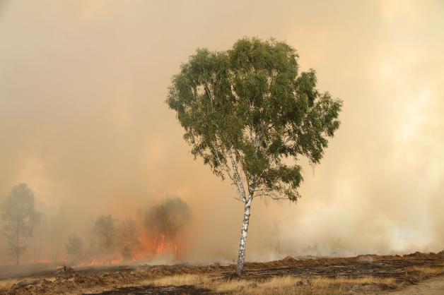 Riesiger Waldbrand bei Wittstock nach Sprengung einer Phosphorbombe. Riesiger Waldbrand bei Wittstock nach Sprengung einer Phosphorbombe.