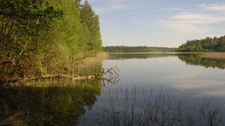 Blaue Äuglein: Der Naturpark Nossentiner/Schwinzer Heide ist reich an Wäldern, Mooren und Wiesen. Auch finden sich hier 128 Seen, die die Artenvielfalt noch verstärken. 