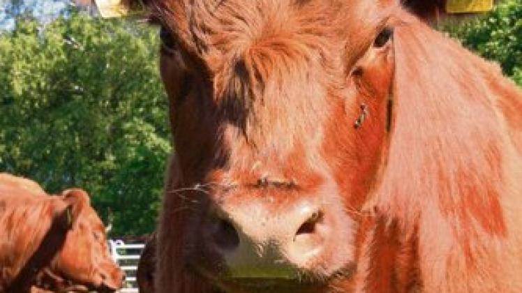 Die seltenen Luing-Kühe stammen von der schottischen Hybriden-Insel Luing und gelten als gutmütige Tiere. In Latendorf fühlen sie sich wohl. Foto: Friebel