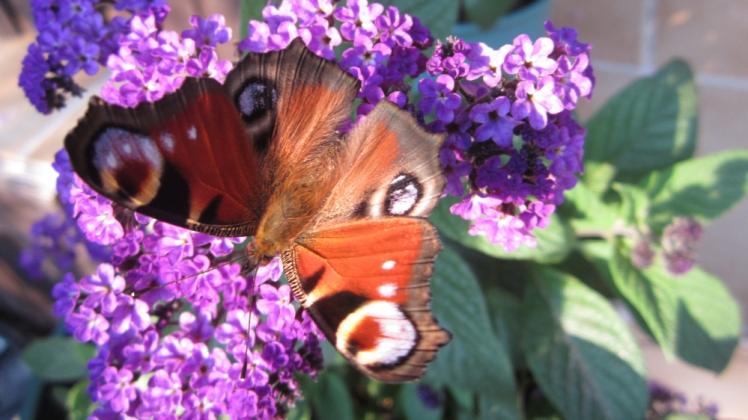 Im Garten fotografierte Bärbel Zinke dieses Tagpfauenauge auf einer Vanilleblume.  